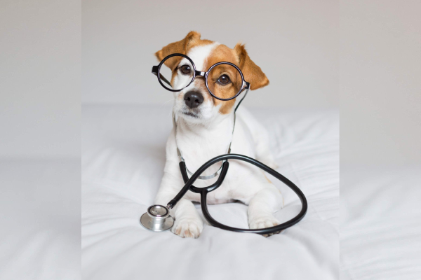 Check-up veterinário: quando fazer e quais exames seu pet precisa
