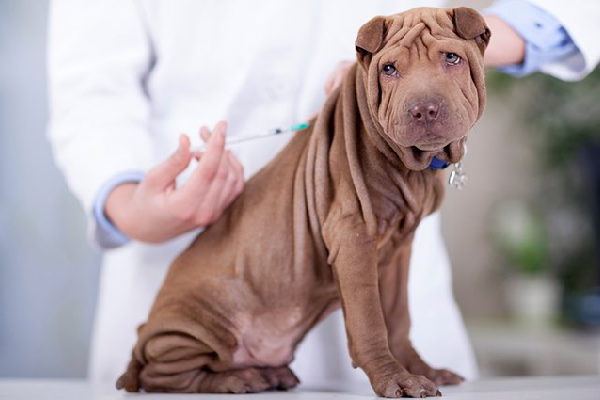 Vacinação em cães e gatos: quais vacinas são essenciais e quando aplicar?